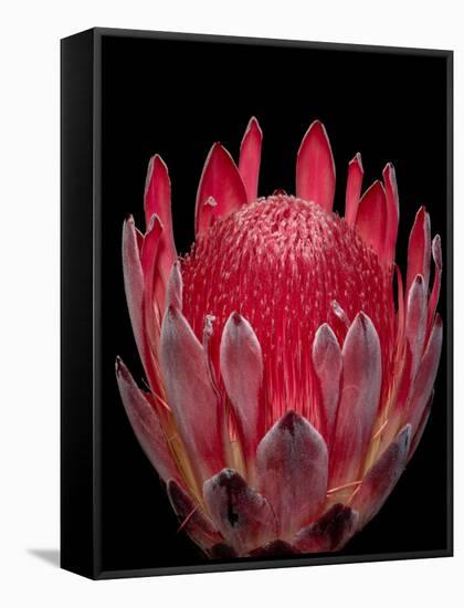 Isolated Red Glowing Protea Blossom on Black Background, Fine Art Still Life Floral Macro Portrait-null-Framed Stretched Canvas