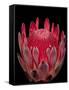 Isolated Red Glowing Protea Blossom on Black Background, Fine Art Still Life Floral Macro Portrait-null-Framed Stretched Canvas
