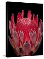 Isolated Red Glowing Protea Blossom on Black Background, Fine Art Still Life Floral Macro Portrait-null-Stretched Canvas