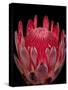 Isolated Red Glowing Protea Blossom on Black Background, Fine Art Still Life Floral Macro Portrait-null-Stretched Canvas