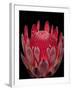 Isolated Red Glowing Protea Blossom on Black Background, Fine Art Still Life Floral Macro Portrait-null-Framed Photographic Print