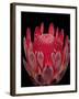 Isolated Red Glowing Protea Blossom on Black Background, Fine Art Still Life Floral Macro Portrait-null-Framed Photographic Print