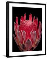 Isolated Red Glowing Protea Blossom on Black Background, Fine Art Still Life Floral Macro Portrait-null-Framed Photographic Print