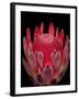 Isolated Red Glowing Protea Blossom on Black Background, Fine Art Still Life Floral Macro Portrait-null-Framed Photographic Print