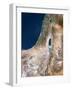 Israel, Satellite Image-PLANETOBSERVER-Framed Photographic Print