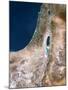 Israel, Satellite Image-PLANETOBSERVER-Mounted Photographic Print