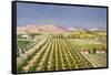 Israeli Orange Grove, Palestine-null-Framed Stretched Canvas