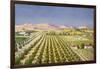 Israeli Orange Grove, Palestine-null-Framed Art Print