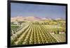 Israeli Orange Grove, Palestine-null-Framed Art Print