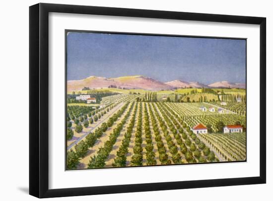 Israeli Orange Grove, Palestine-null-Framed Art Print