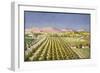 Israeli Orange Grove, Palestine-null-Framed Art Print