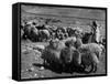 Israeli Shepherd-null-Framed Stretched Canvas