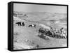 Israeli Shepherd-null-Framed Stretched Canvas