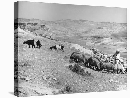 Israeli Shepherd-null-Stretched Canvas