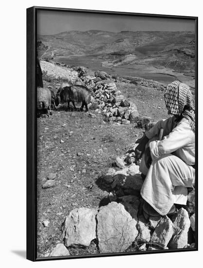 Israeli Shepherd-null-Framed Photographic Print