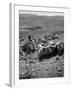 Israeli Shepherd-null-Framed Photographic Print