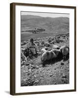 Israeli Shepherd-null-Framed Photographic Print