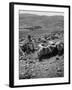 Israeli Shepherd-null-Framed Photographic Print