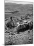 Israeli Shepherd-null-Mounted Photographic Print