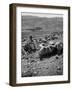 Israeli Shepherd-null-Framed Photographic Print