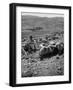 Israeli Shepherd-null-Framed Photographic Print