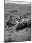 Israeli Shepherd-null-Mounted Photographic Print