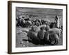 Israeli Shepherd-null-Framed Photographic Print