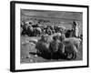 Israeli Shepherd-null-Framed Photographic Print