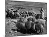 Israeli Shepherd-null-Mounted Photographic Print