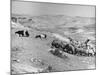 Israeli Shepherd-null-Mounted Photographic Print