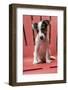Issaquah, USA. Two month old Jack Russell Terrier sitting on a plastic patio chair. (PR)-Janet Horton-Framed Photographic Print