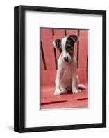 Issaquah, USA. Two month old Jack Russell Terrier sitting on a plastic patio chair. (PR)-Janet Horton-Framed Photographic Print