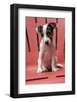 Issaquah, USA. Two month old Jack Russell Terrier sitting on a plastic patio chair. (PR)-Janet Horton-Framed Photographic Print