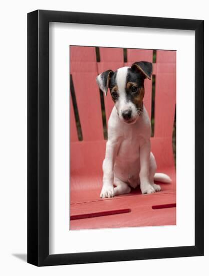 Issaquah, USA. Two month old Jack Russell Terrier sitting on a plastic patio chair. (PR)-Janet Horton-Framed Photographic Print