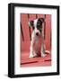 Issaquah, USA. Two month old Jack Russell Terrier sitting on a plastic patio chair. (PR)-Janet Horton-Framed Photographic Print