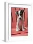 Issaquah, USA. Two month old Jack Russell Terrier sitting on a plastic patio chair. (PR)-Janet Horton-Framed Photographic Print