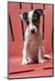 Issaquah, USA. Two month old Jack Russell Terrier sitting on a plastic patio chair. (PR)-Janet Horton-Mounted Photographic Print