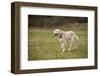 Issaquah, WA. 13 year old American Yellow Labrador walking in a park.-Janet Horton-Framed Photographic Print