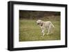 Issaquah, WA. 13 year old American Yellow Labrador walking in a park.-Janet Horton-Framed Photographic Print