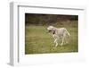 Issaquah, WA. 13 year old American Yellow Labrador walking in a park.-Janet Horton-Framed Photographic Print