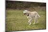 Issaquah, WA. 13 year old American Yellow Labrador walking in a park.-Janet Horton-Mounted Photographic Print
