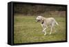 Issaquah, WA. 13 year old American Yellow Labrador walking in a park.-Janet Horton-Framed Stretched Canvas