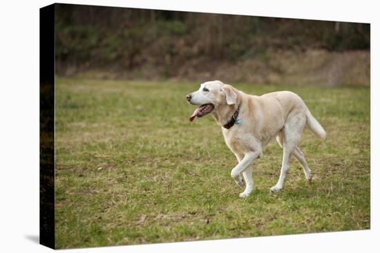 Issaquah, WA. 13 year old American Yellow Labrador walking in a park.-Janet Horton-Stretched Canvas