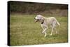 Issaquah, WA. 13 year old American Yellow Labrador walking in a park.-Janet Horton-Stretched Canvas