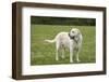 Issaquah, WA. 6 year old English Yellow Labrador standing in a park after some active play time.-Janet Horton-Framed Photographic Print