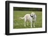 Issaquah, WA. 6 year old English Yellow Labrador standing in a park after some active play time.-Janet Horton-Framed Photographic Print