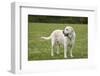 Issaquah, WA. 6 year old English Yellow Labrador standing in a park after some active play time.-Janet Horton-Framed Photographic Print