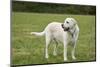 Issaquah, WA. 6 year old English Yellow Labrador standing in a park after some active play time.-Janet Horton-Mounted Photographic Print