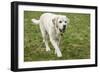 Issaquah, WA. 6 year old English Yellow Labrador walking in a park.-Janet Horton-Framed Photographic Print