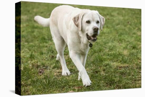 Issaquah, WA. 6 year old English Yellow Labrador walking in a park.-Janet Horton-Stretched Canvas